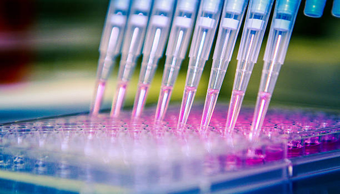 A scientist distributes liquid through a multichannel Pipette into a 96-cell culture plate.
